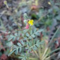 strigose birds-foot trefoil